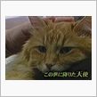世界一有名な猫　(=^_^= ...
