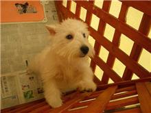 かわいいわんこ