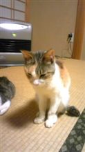今日のにゃんこ