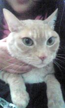 猫とたわむれる