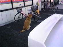 大きなわんこ