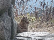 六甲山へドライブ
