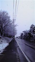 雪桜？