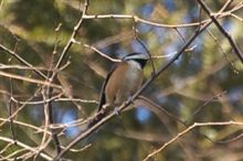 近所で野鳥　ヤマガラ