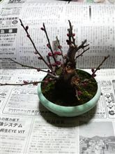 梅の木付の土地