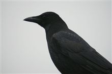 何故？カラスは黒い？