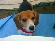 愛犬逝く