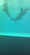 品川水族館です！