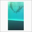 品川水族館です！