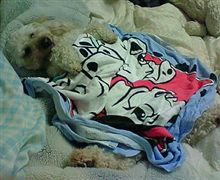 クローン犬
