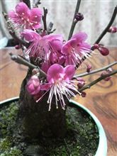 梅は咲いたか桜はまだかいな 梅は咲いたか桜はまだかいな