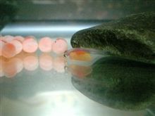 誕生