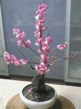 今日は節分　春は…