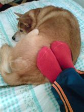 犬たんぽ