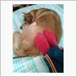 犬たんぽ