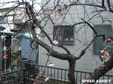 開花！
