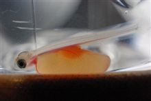 気がついたらもう節分