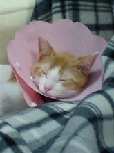 猫からライオンに…。