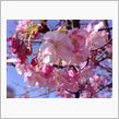今日は河津桜を見にきました