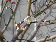 春