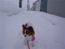 早朝散歩　雪の降り積もる道