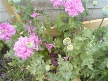 大騒ぎしてるのは“この花”のせいですか？