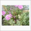 大騒ぎしてるのは“この花”のせいですか？