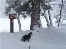 やはり深雪の西蔵王が楽しい.....