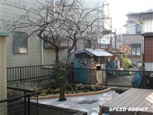 だいぶ咲いてきました