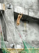 「崖っぷち犬」その後