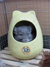 今からおやすみ…ｚｚｚ