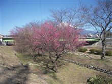 梅の花