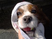 車のついでに愛犬も洗いました。