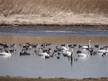 群馬の沼に白鳥を見に行ってきました。