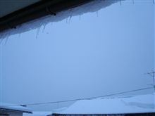 ２月１９日　サクラサク、おはです～♪