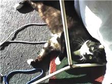 天気が良く猫がごろごろ。