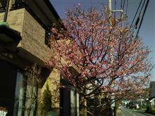 近所の河津桜#2