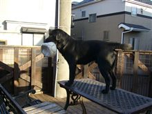 オイラに任せな オイラに任せな