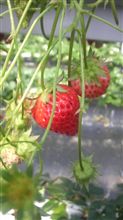 イチゴでポチッと？
