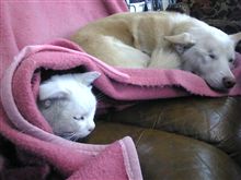 にゃあにゃあにゃあで、今日は猫の日(2/22)