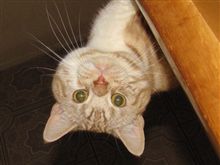 今日はにゃんにゃんにゃんの日