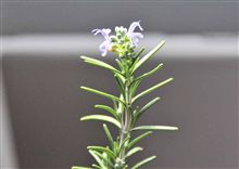 小さな花が咲きました～♪