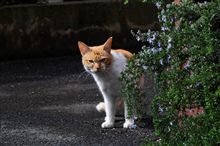 近所のノラ猫、『にゃ～さん』