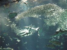 偕楽園⇒那珂湊おさかな市場⇒大洗水族館