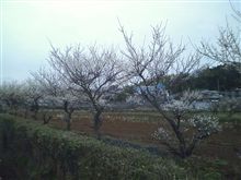 梅は咲いたか…