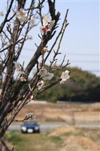 南知多へ鳥撮りに