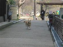 公園わんこ元気そう