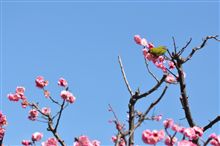 久しぶりの服部緑地