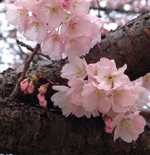 土曜の午後はちょこっとスイーツ巡り。