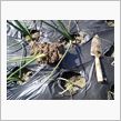 タマネギの不発植え替えしました